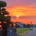 一夜海棠花